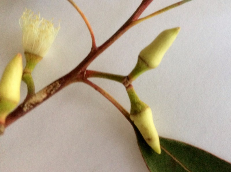 Forest Redgum photo 4