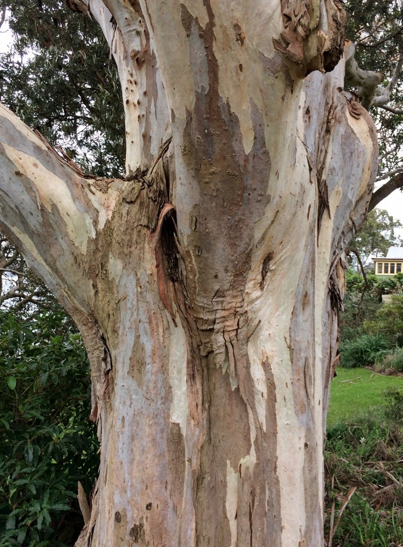 Forest Redgum photo 6