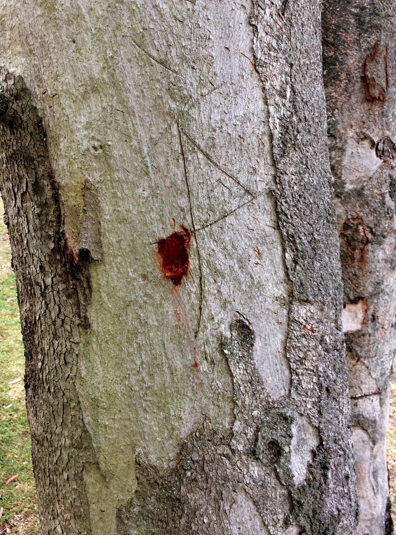 Forest Redgum photo 7