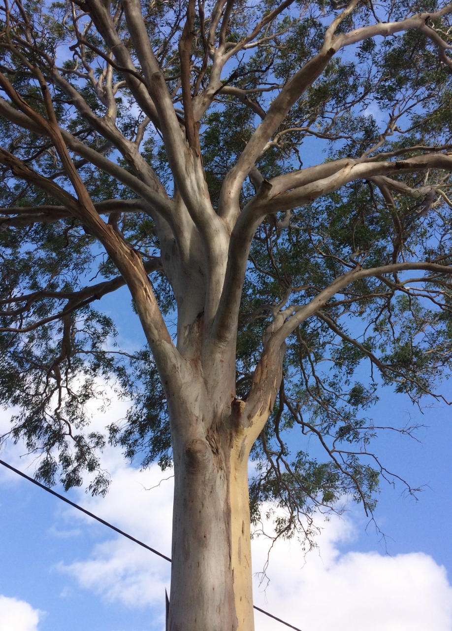 Forest Redgum photo 8