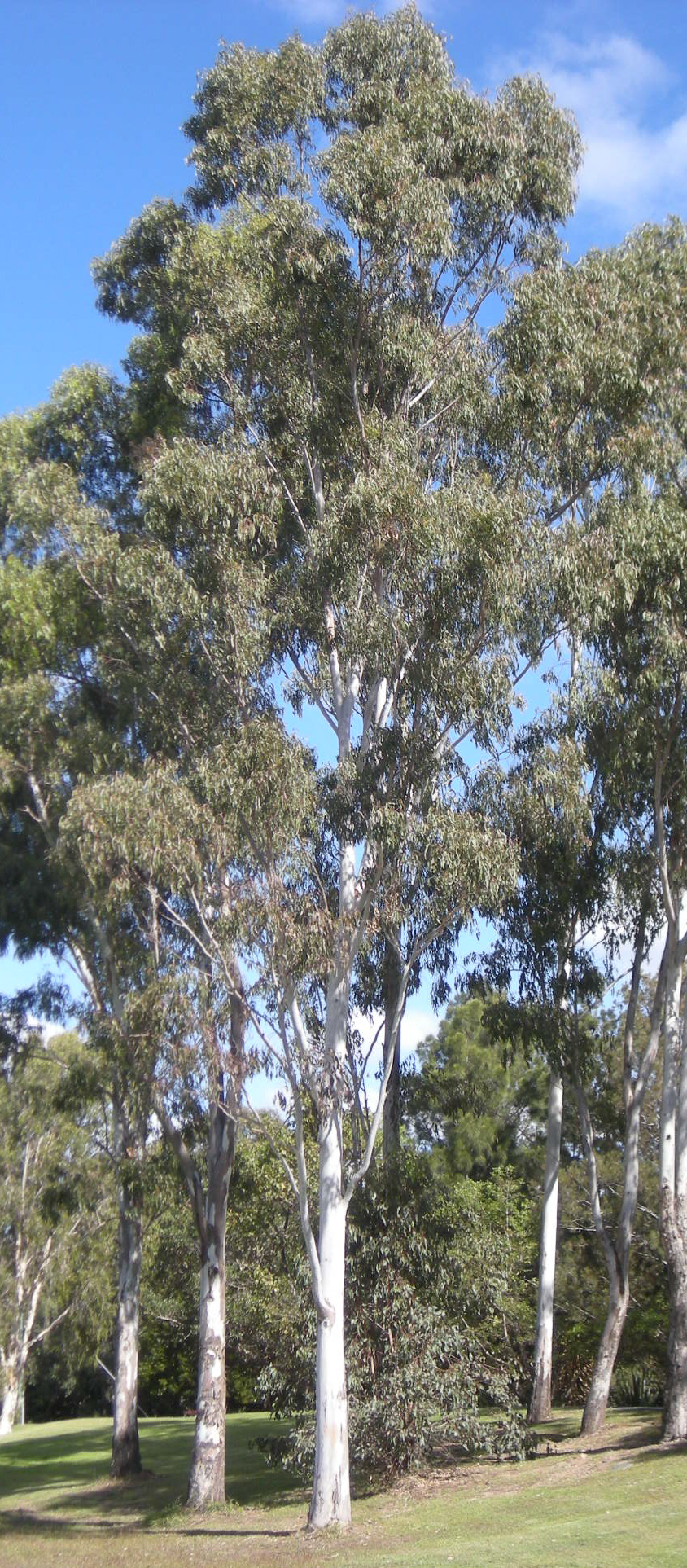 Forest Redgum