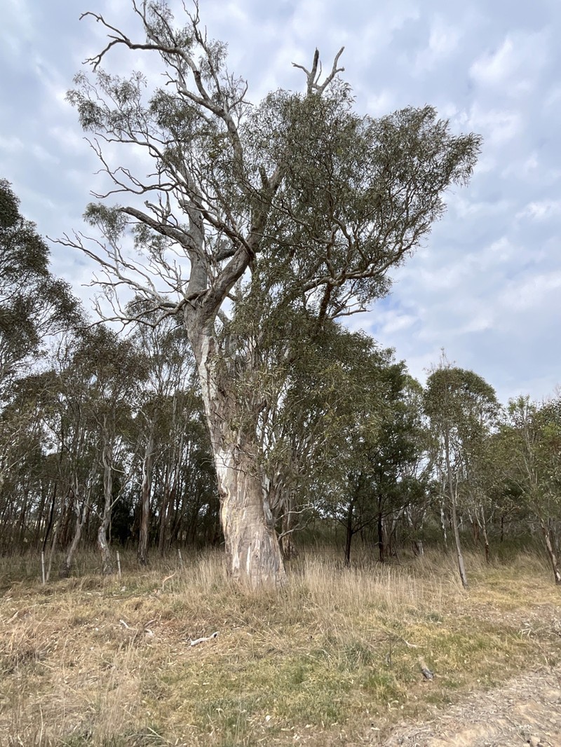 Eucalyptus tereticornis subsp. mediana