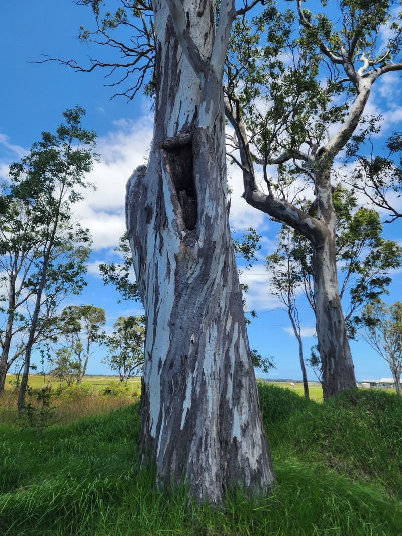 Eucalyptus tereticornis subsp. mediana photo 2