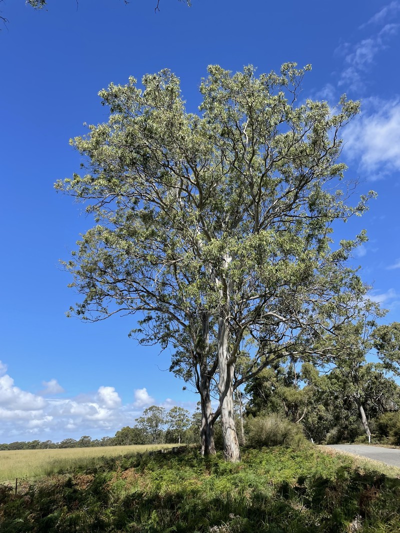 Eucalyptus tereticornis subsp. mediana photo 3