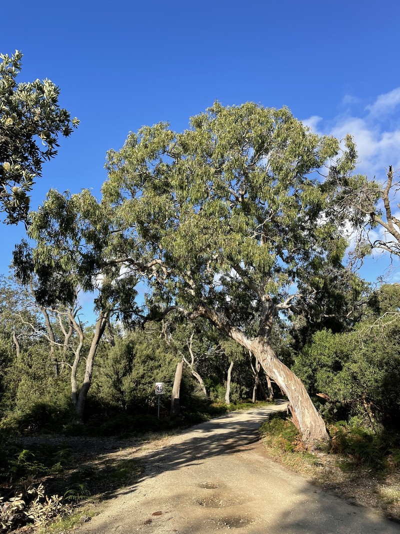 Eucalyptus tereticornis subsp. mediana photo 4