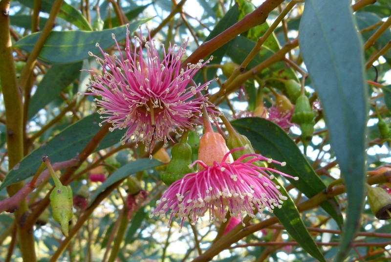 Coral Gum photo 4