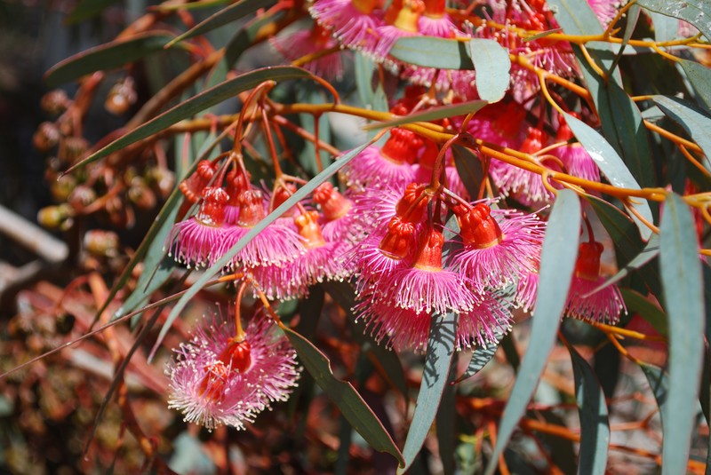 Coral Gum photo 2