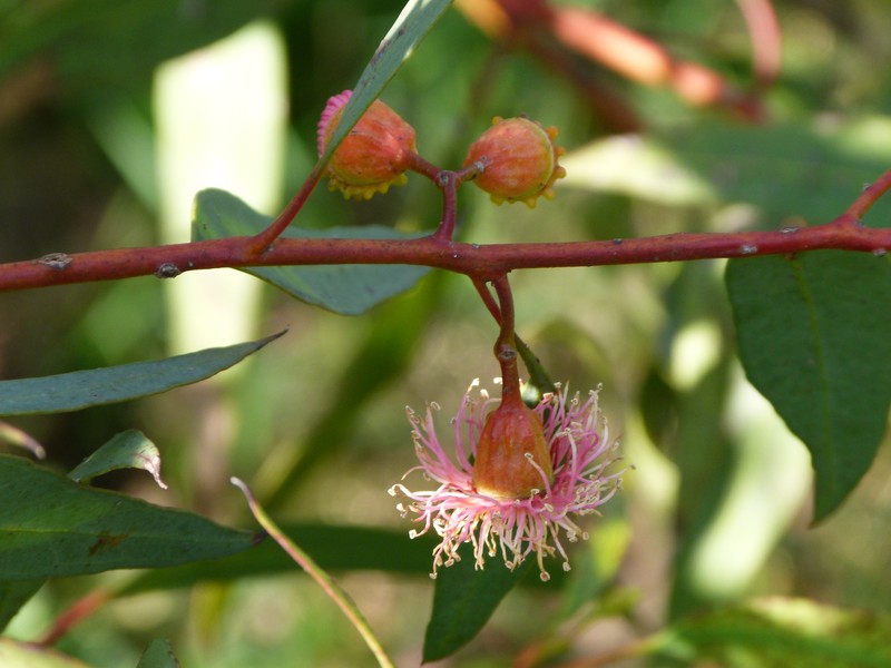Coral Gum photo 3