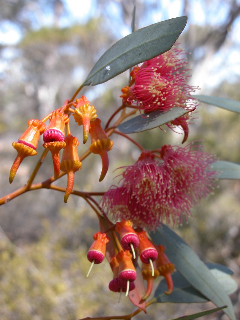 Coral Gum
