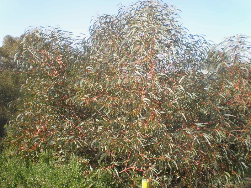 Coral Gum photo 5
