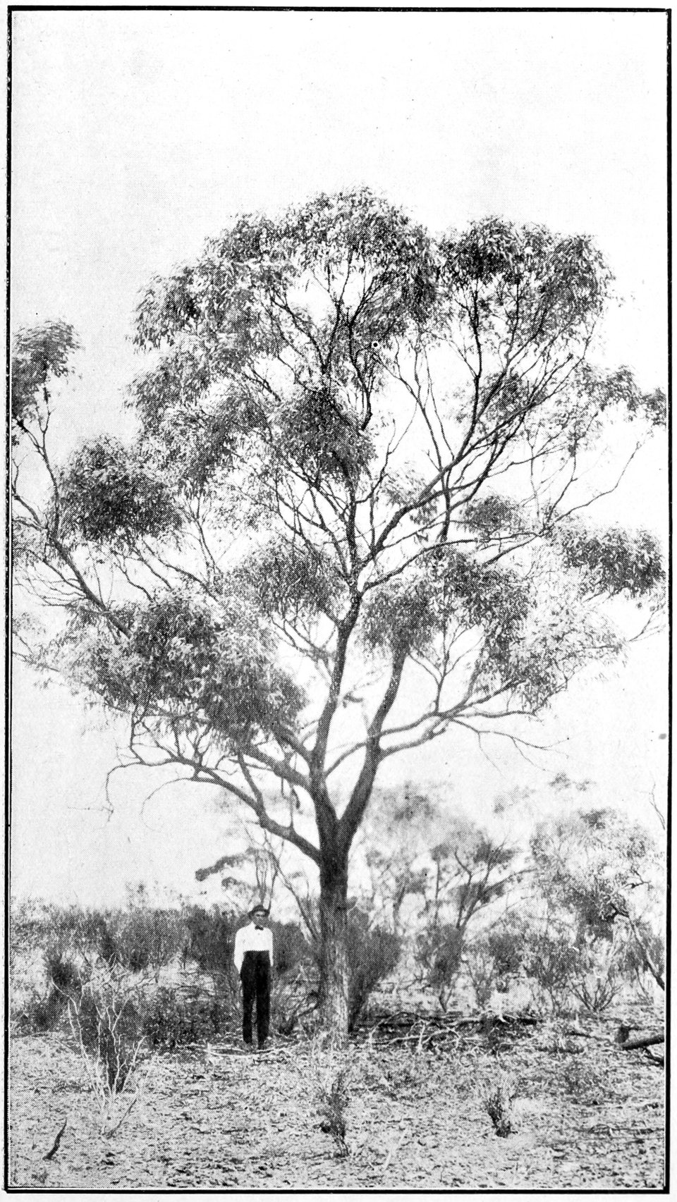 Coral Gum photo 6