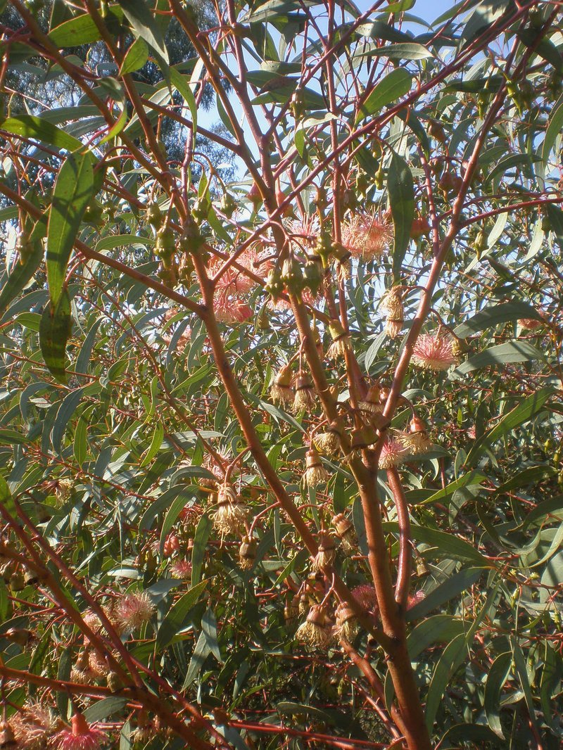 Coral Gum photo 7