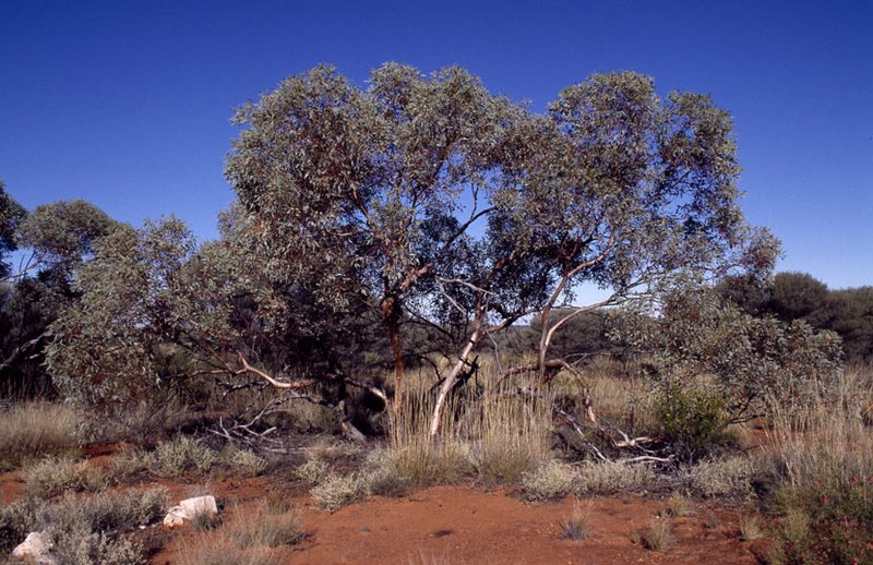 Eucalyptus trivalvis