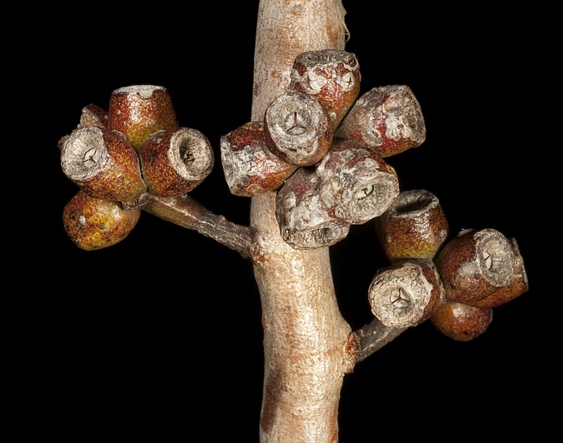 Hook-Leaf Mallee