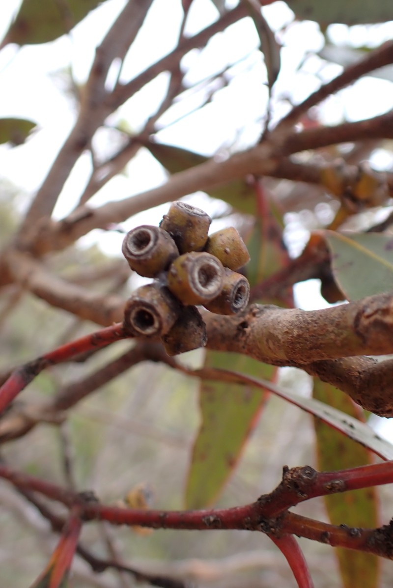 Eucalyptus uncinata subsp. crassifolia