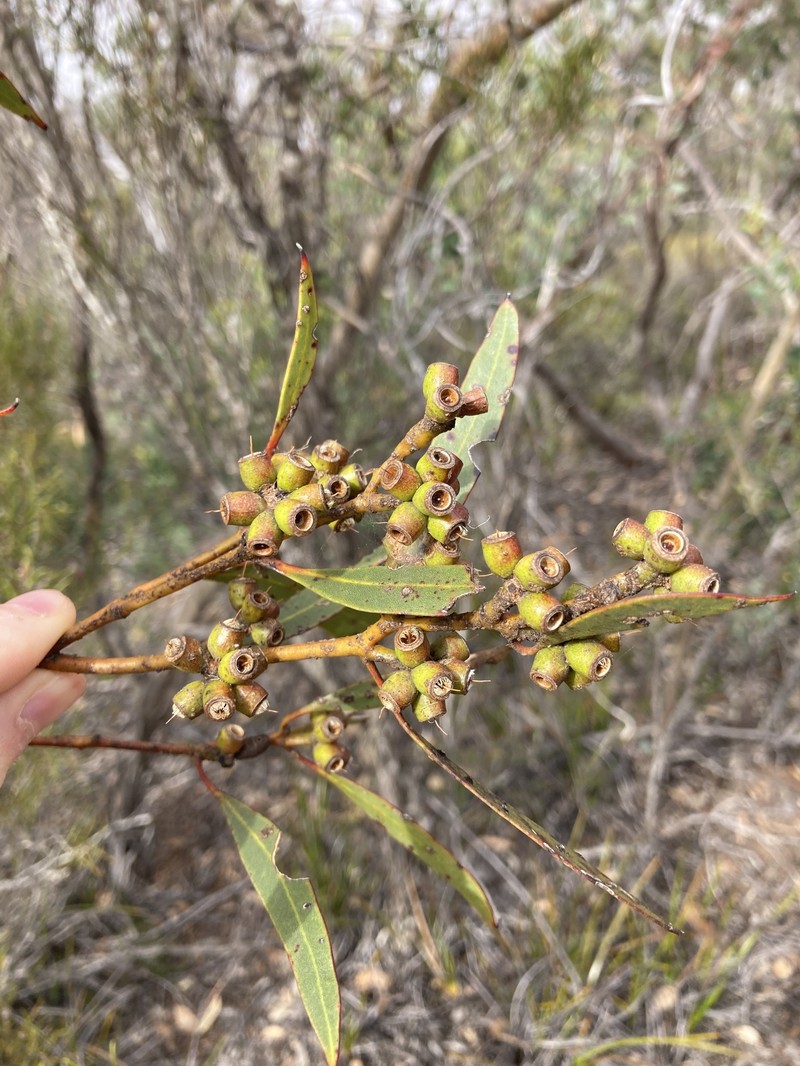 Eucalyptus uncinata subsp. crassifolia photo 2
