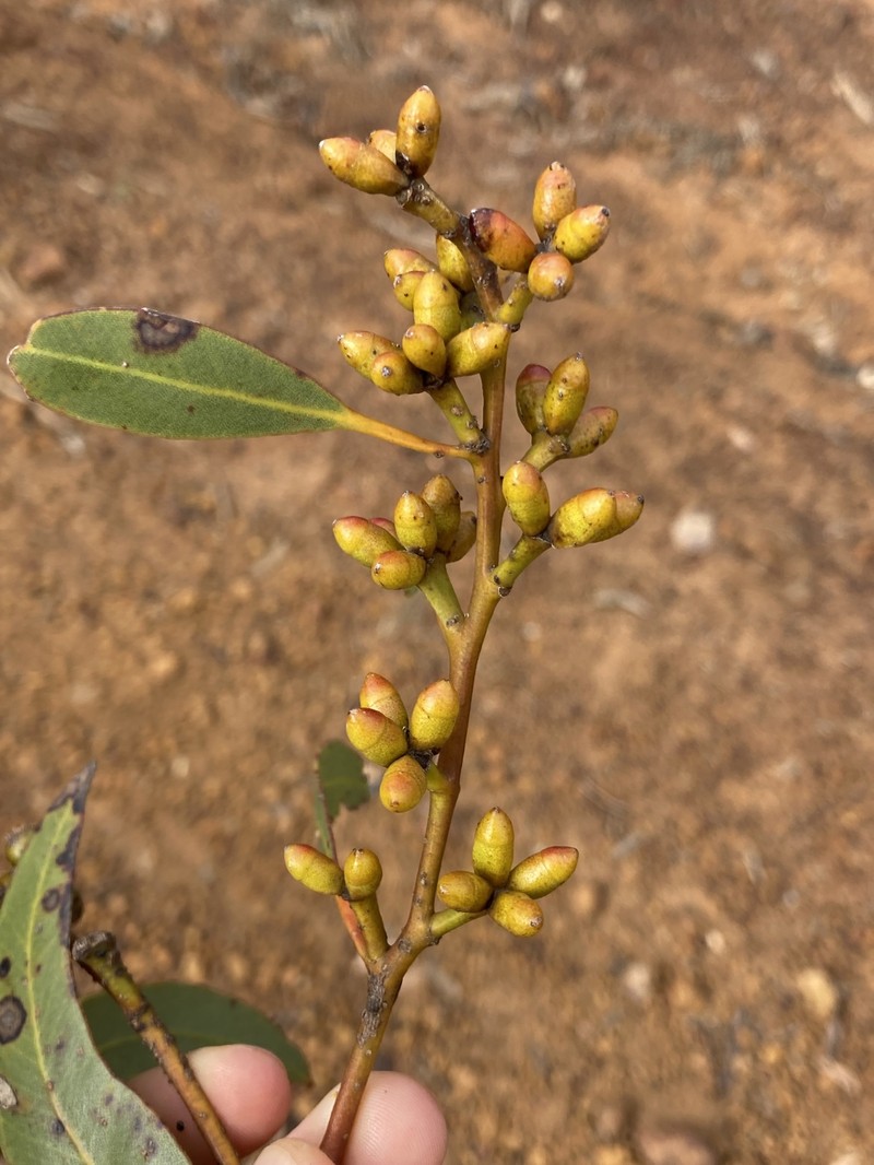 Eucalyptus uncinata subsp. crassifolia photo 3