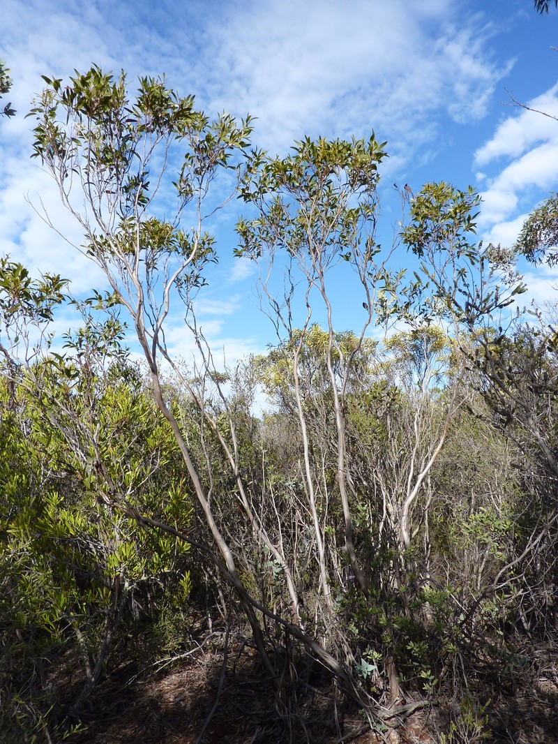 Eucalyptus uncinata subsp. crassifolia photo 4