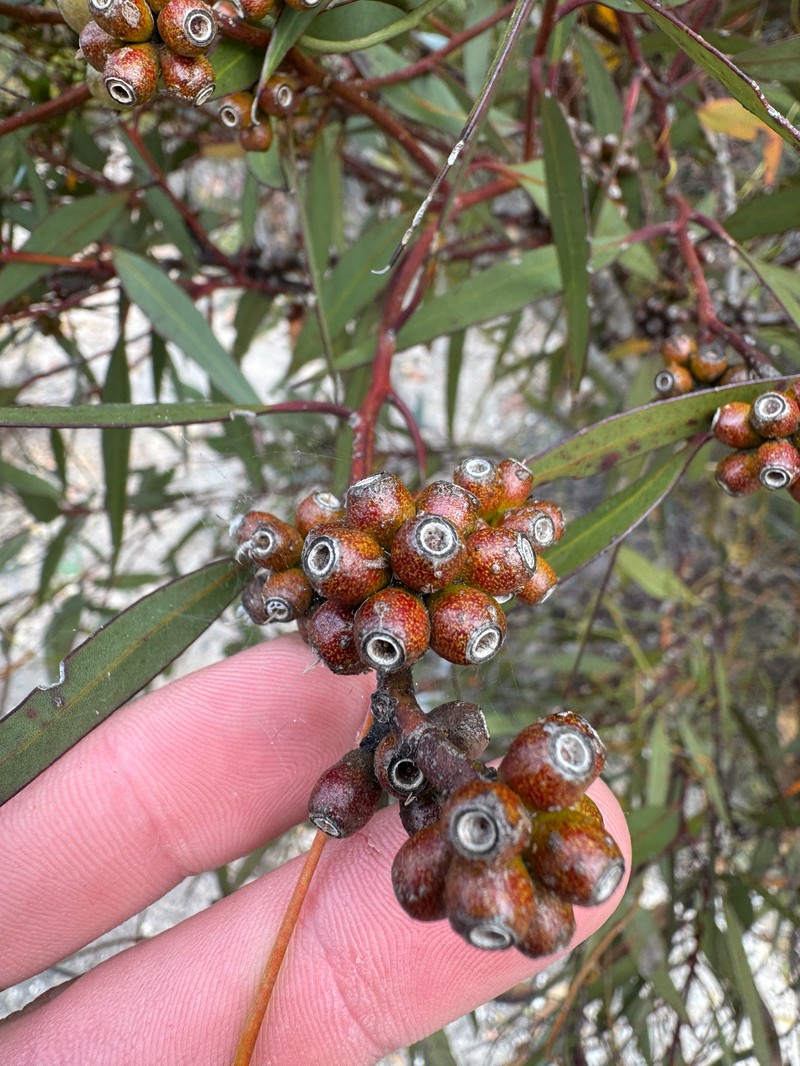 Eucalyptus uncinata subsp. uncinata