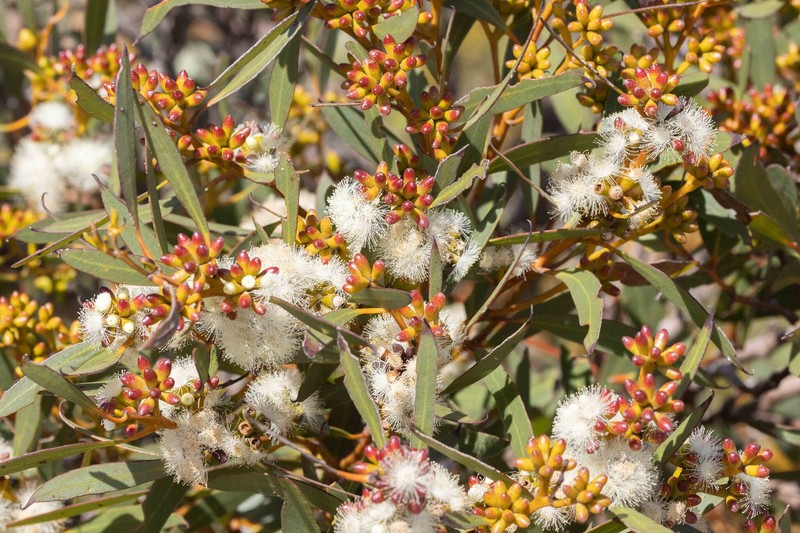 Eucalyptus uncinata subsp. uncinata photo 2