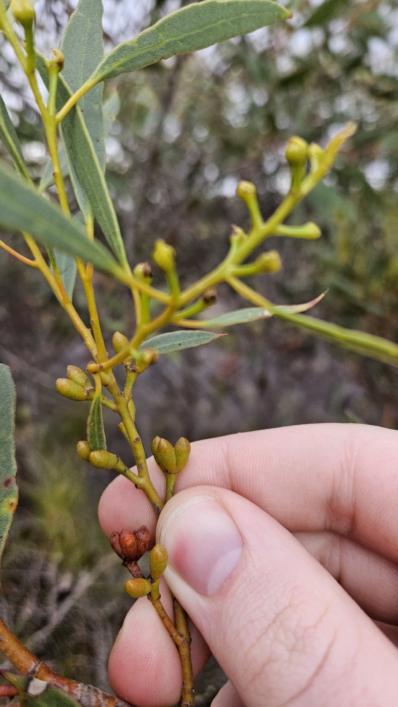 Eucalyptus uncinata subsp. uncinata photo 3