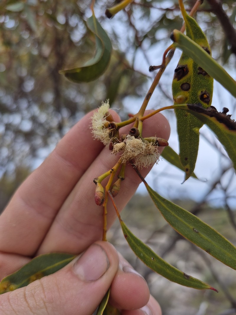 Eucalyptus uncinata subsp. uncinata photo 4