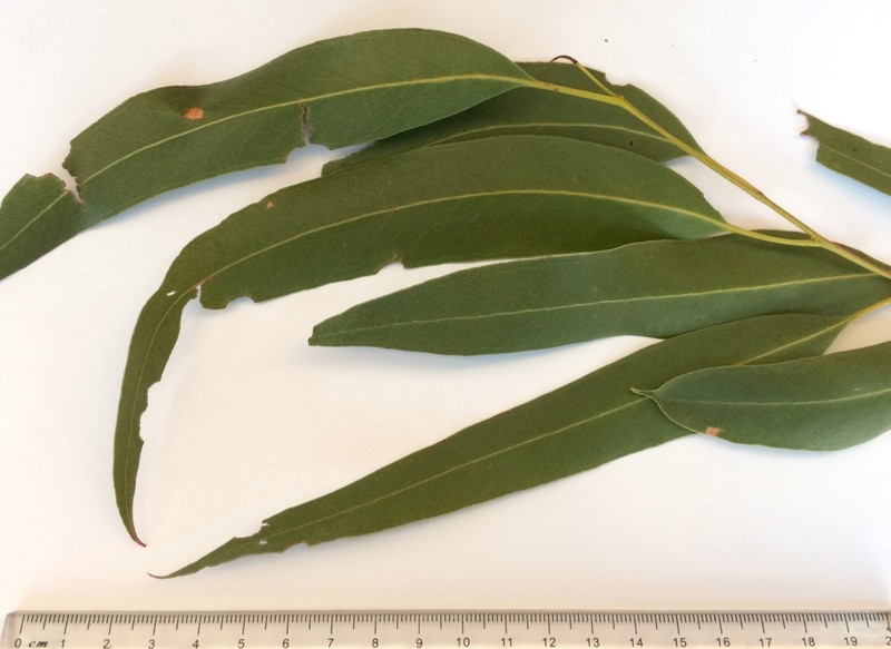 Manna Gum photo 3