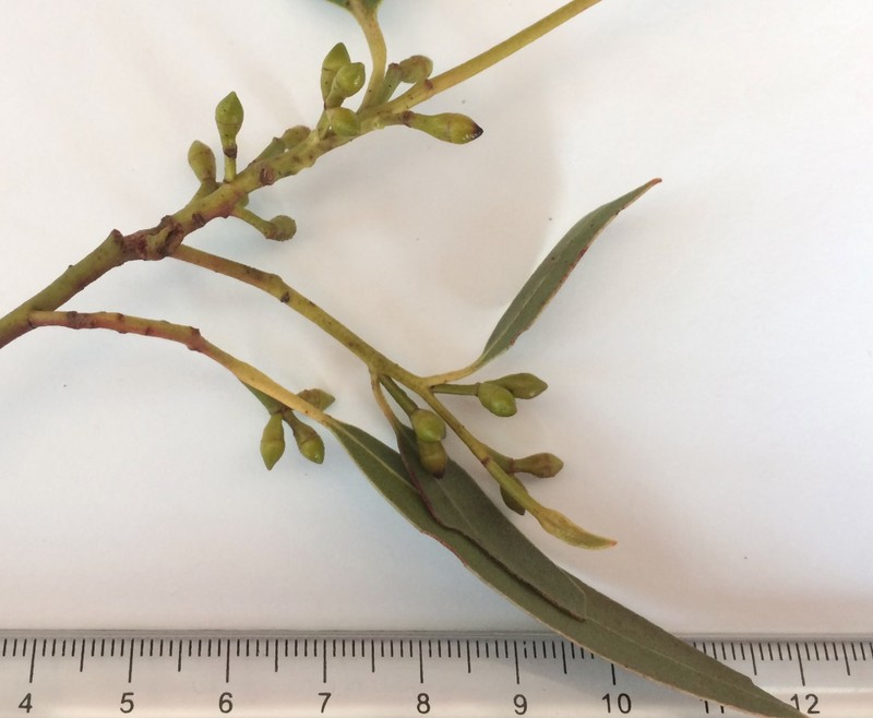Manna Gum photo 4