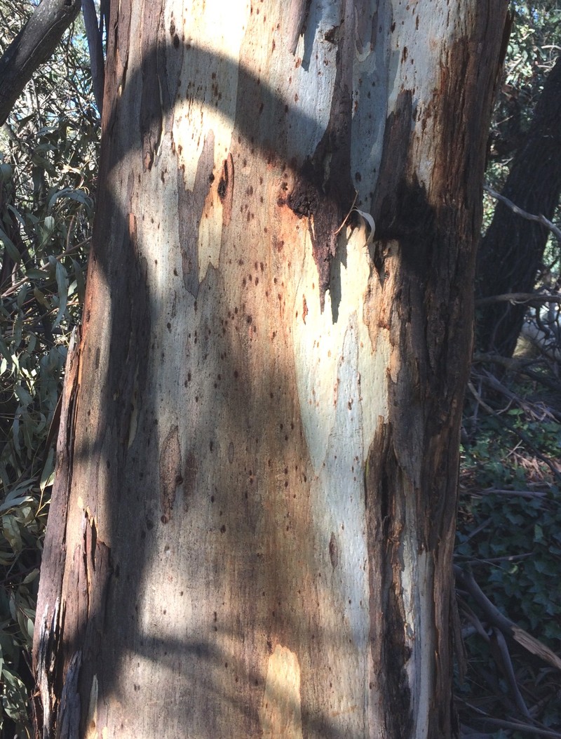 Manna Gum photo 5