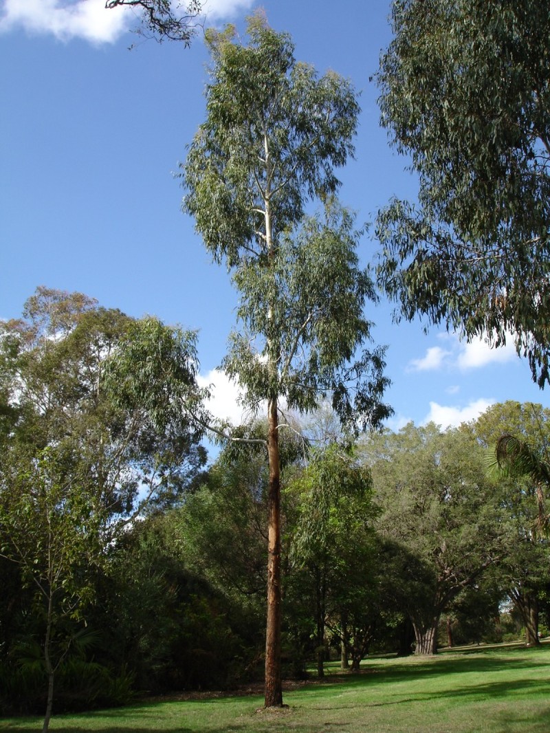 Manna Gum photo 2