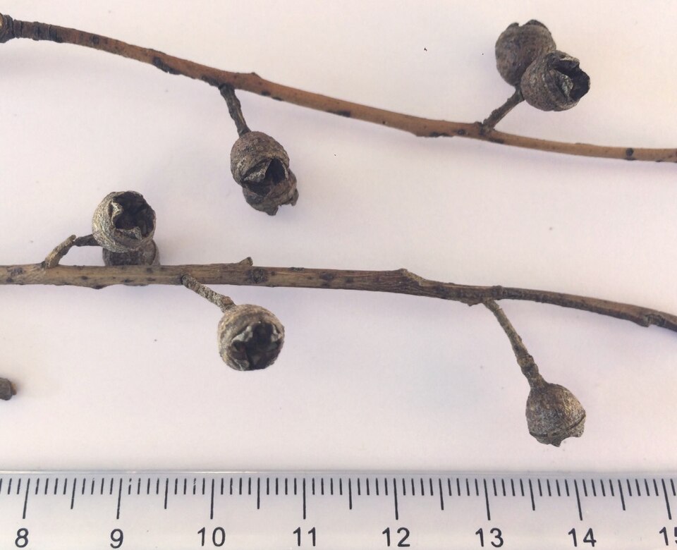 Manna Gum photo 7