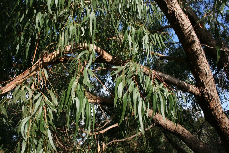 Manna Gum photo 8