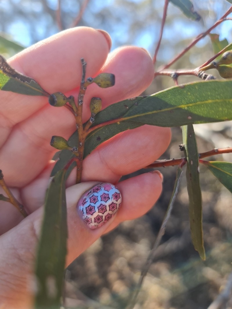 Eucalyptus virella