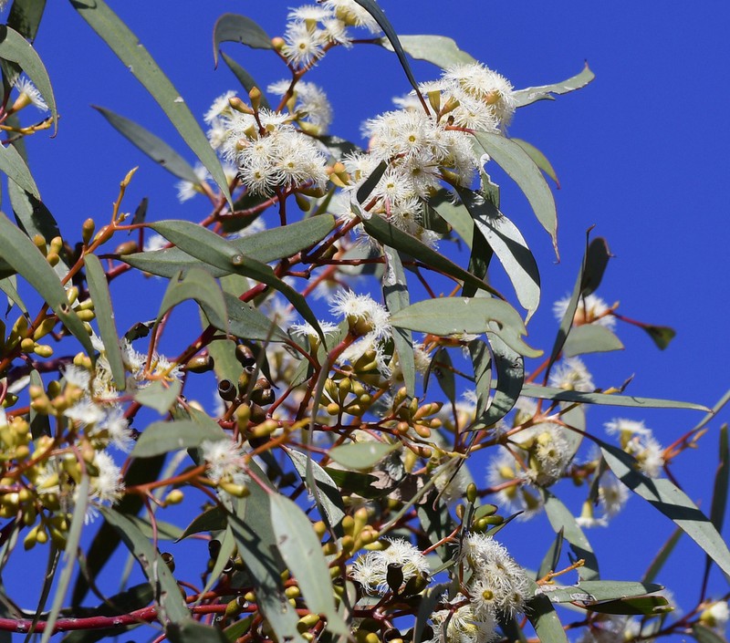 Eucalyptus virella photo 2