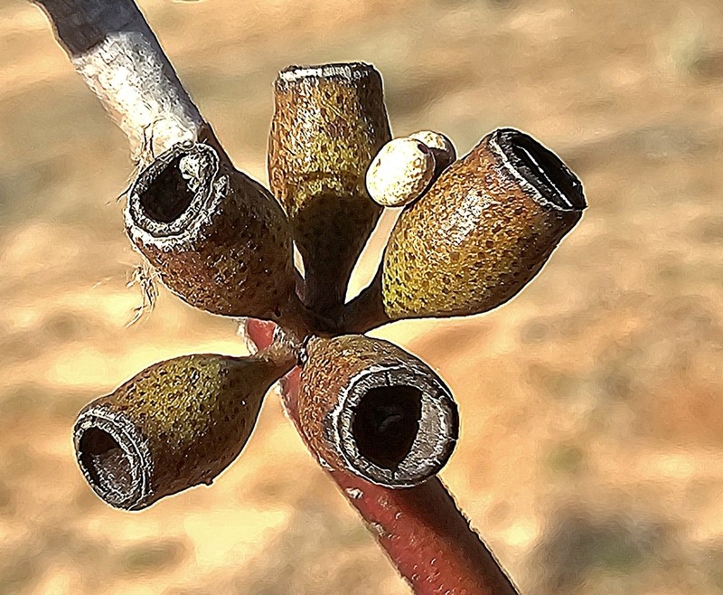 Eucalyptus virella photo 3