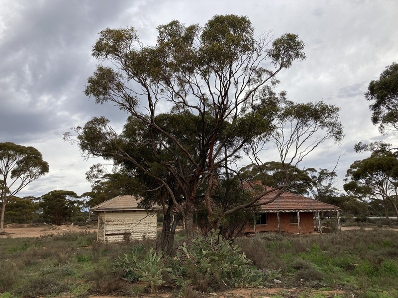 Eucalyptus virella photo 4