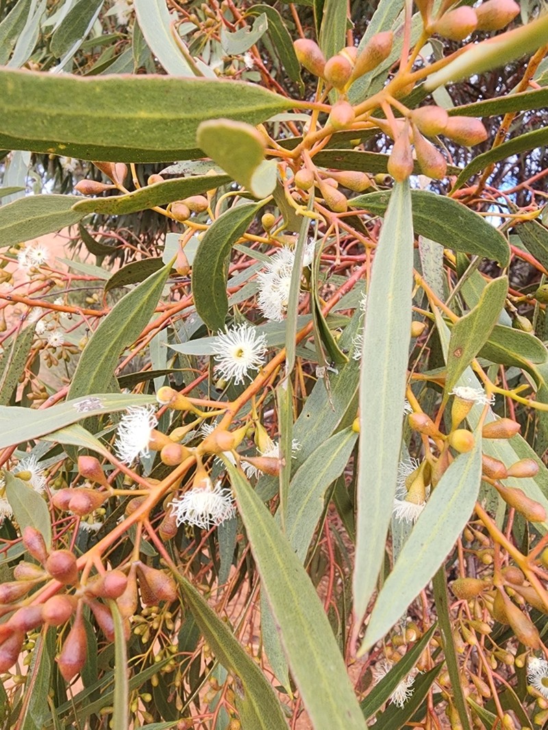Eucalyptus virella photo 5