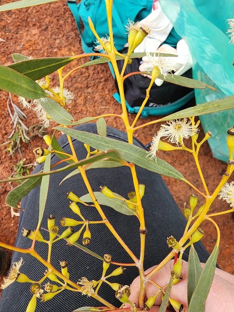 Eucalyptus virella photo 6