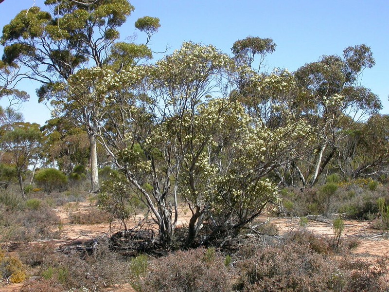 Eucalyptus virella photo 7