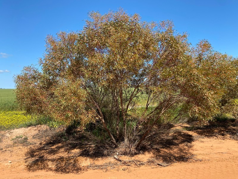 Eucalyptus virella photo 8