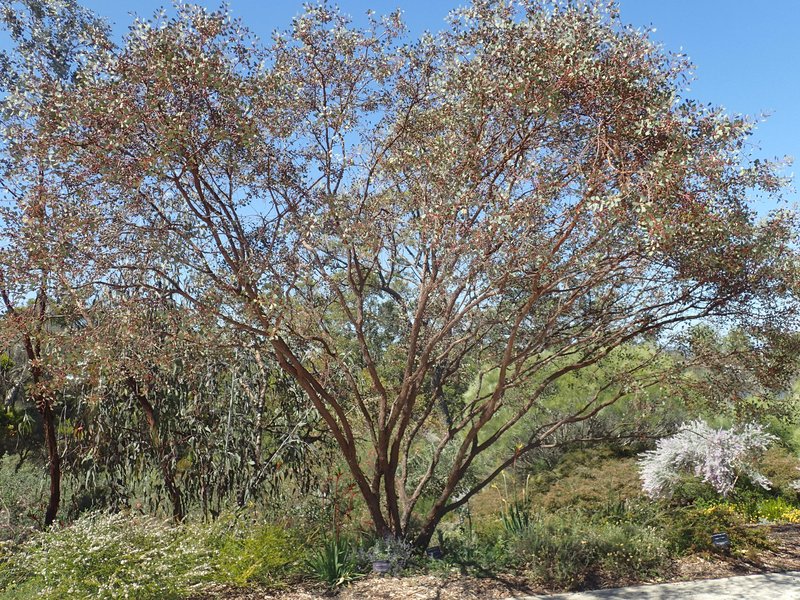 Eucalyptus websteriana