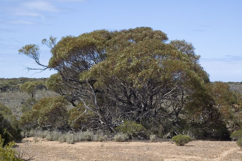 Eucalyptus yalatensis