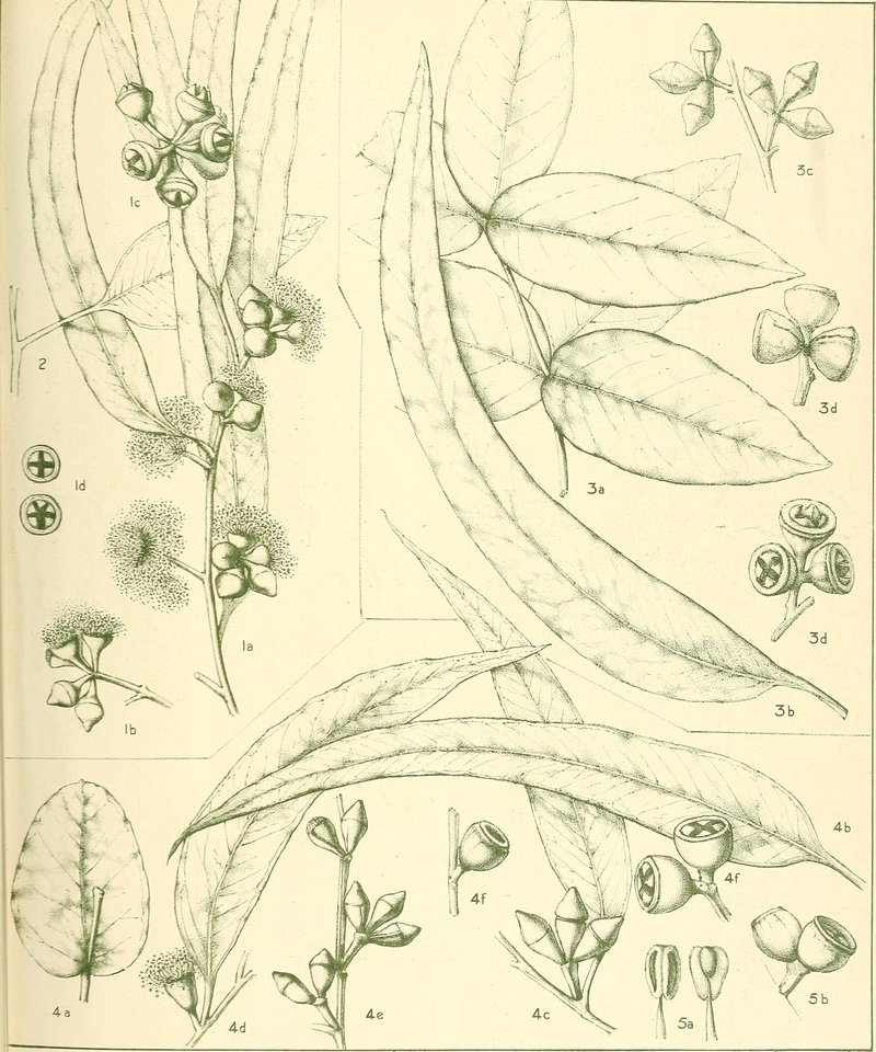 Eucalyptus antipolitensis