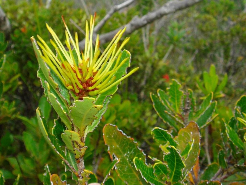 Eucarpha deplanchei photo 3
