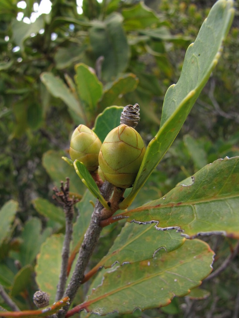 Eucarpha deplanchei photo 6