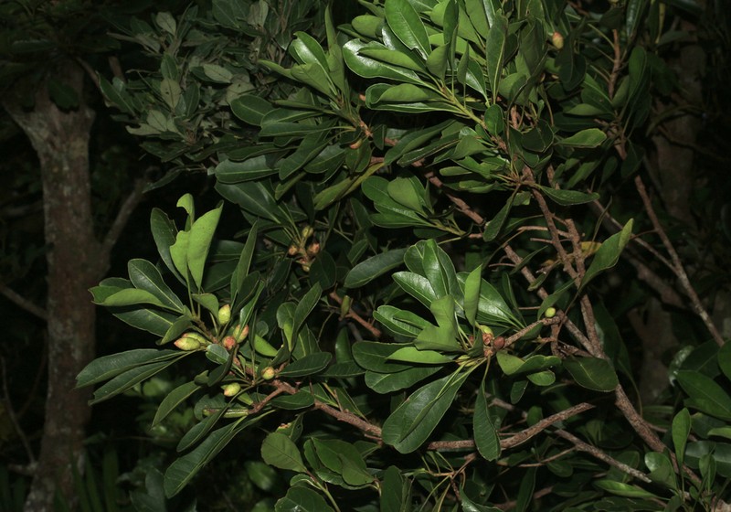 Eucarpha strobilina
