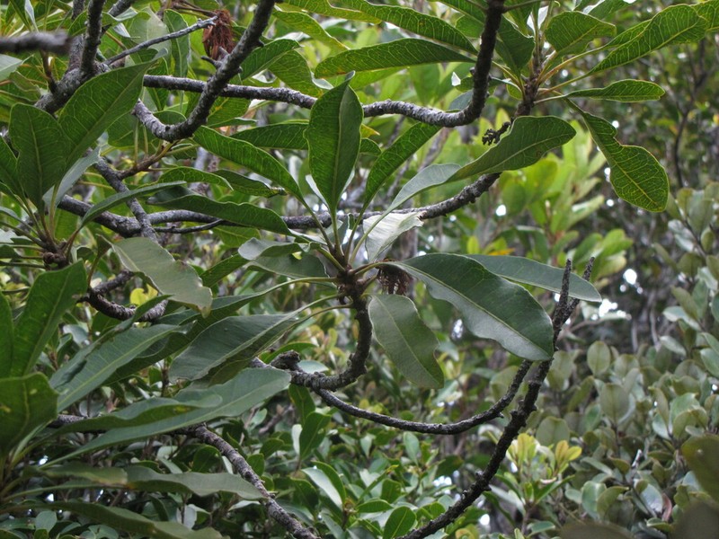 Eucarpha strobilina photo 2