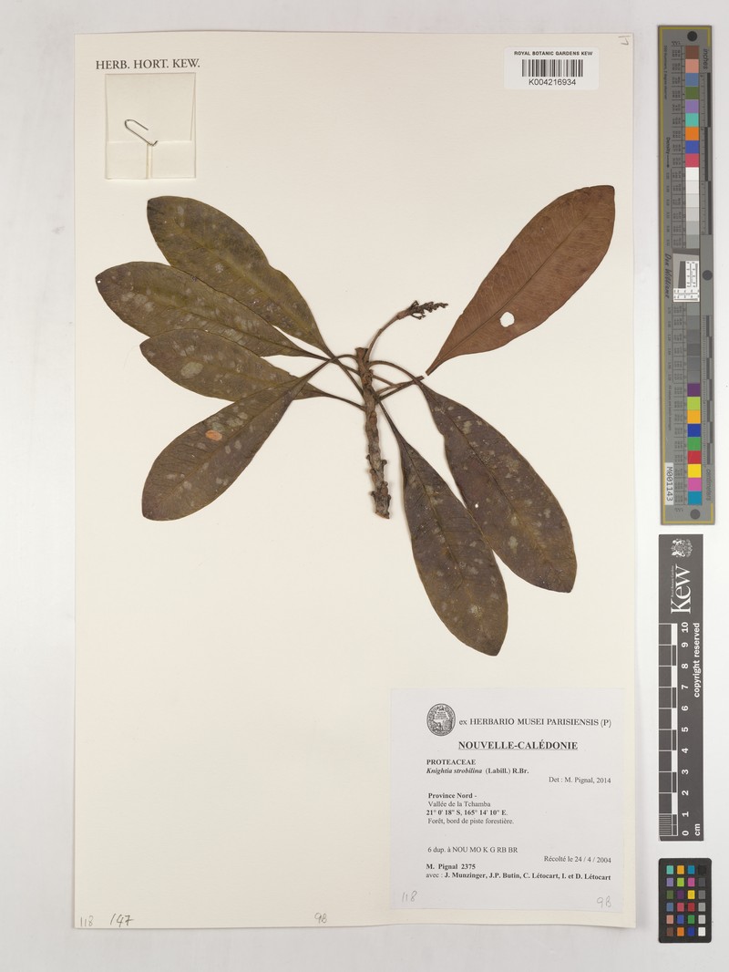 Eucarpha strobilina photo 3