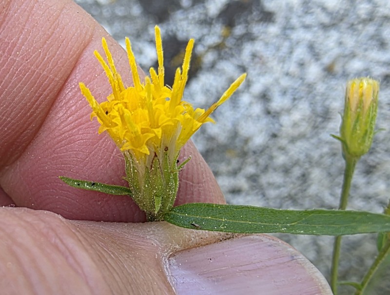 Eucephalus breweri
