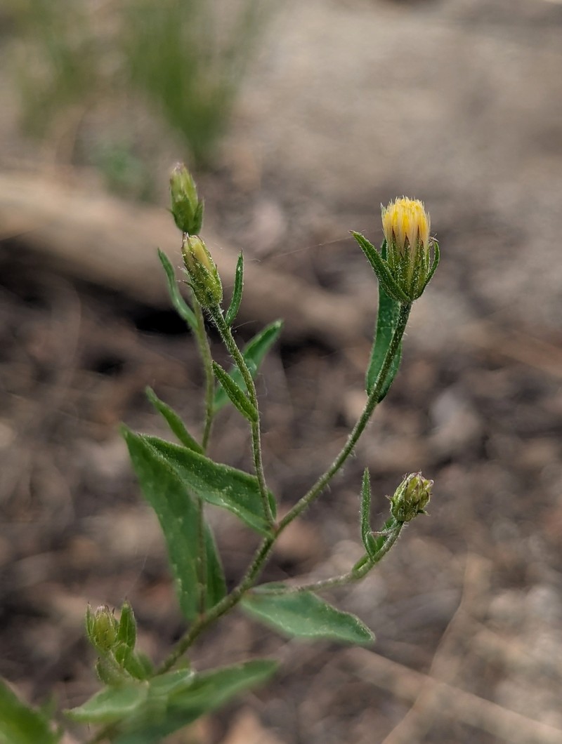 Eucephalus breweri photo 2